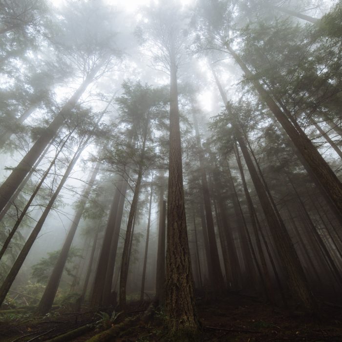 What is Naturopathic Medicine?