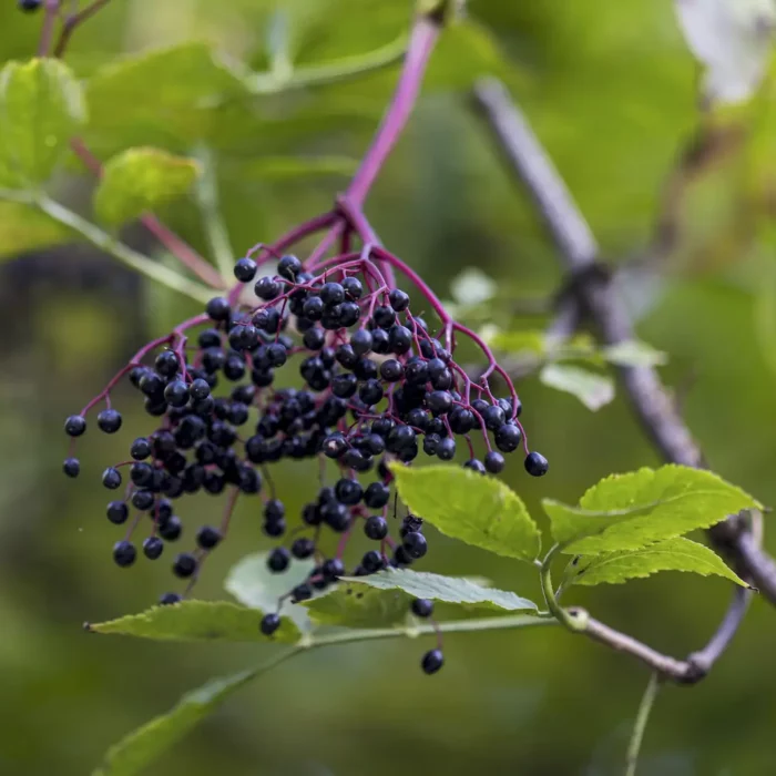 Health Benefits Of Elderberry Syrup